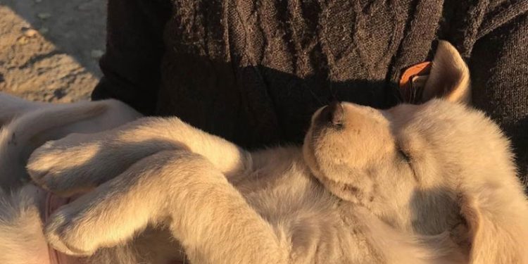 Sıcak hava evcil hayvanları depresyona sokabilir