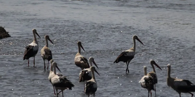 Leyleklerden görsel şölen