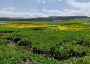 Yağışların ardından doğa renklendi