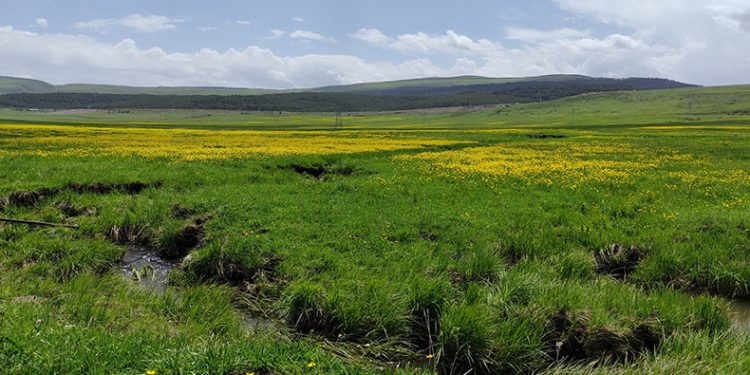 Yağışların ardından doğa renklendi