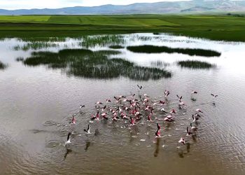 Yozgat’ta turnaların görsel şöleni