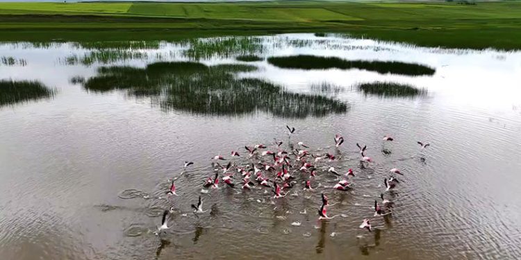 Yozgat’ta turnaların görsel şöleni