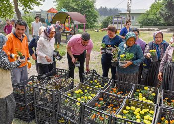 Sivrisinek ve haşere ile bitkisel mücadele