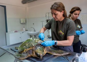 Körfez’deki yaralı caretta caretta kurtarıldı