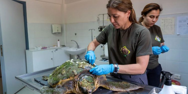 Körfez’deki yaralı caretta caretta kurtarıldı