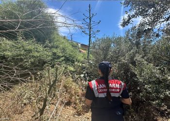 Aydın’da endemik türlere Jandarma koruması