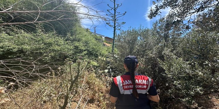 Aydın’da endemik türlere Jandarma koruması