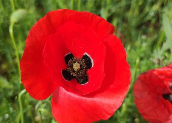 Van’da doğa gelincik çiçekleriyle renklendi