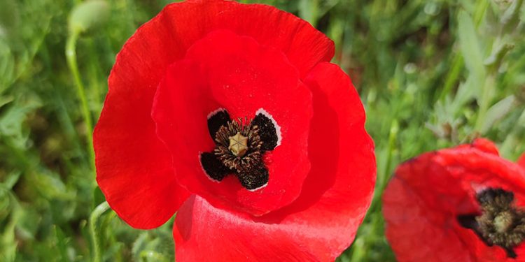 Van’da doğa gelincik çiçekleriyle renklendi