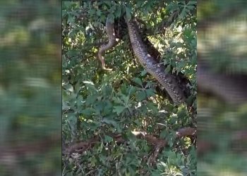 Elazığ’da 4 metrelik yılan