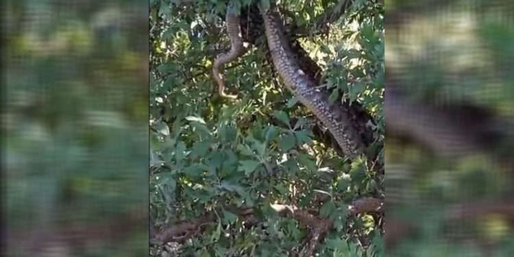 Elazığ’da 4 metrelik yılan