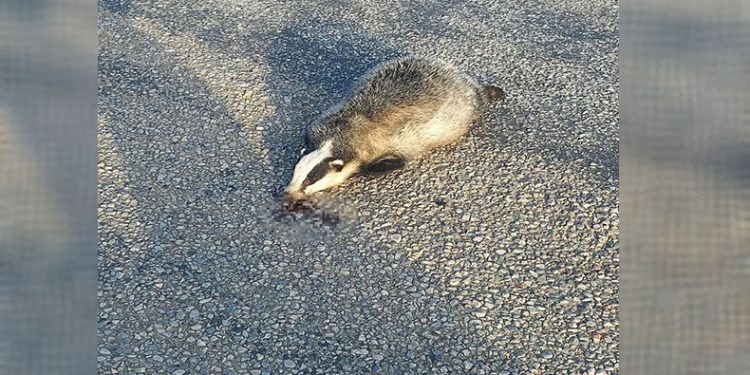 Nesli tükenen porsuk ölü bulundu