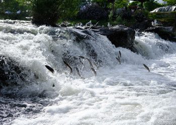 İnci kefallerinin muhteşem göçü