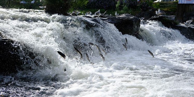 İnci kefallerinin muhteşem göçü