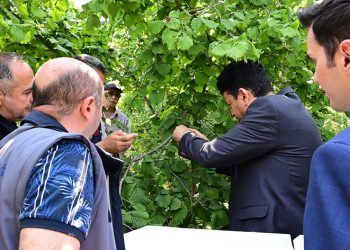 Kahverengi kokarca ile mücadele