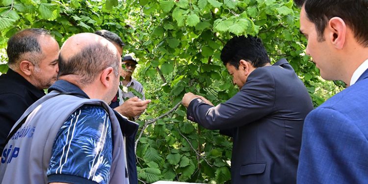 Kahverengi kokarca ile mücadele