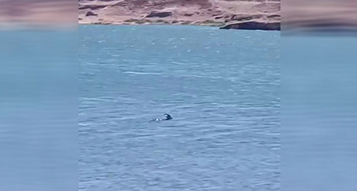 Dağ keçisi barajı yüzerek geçti