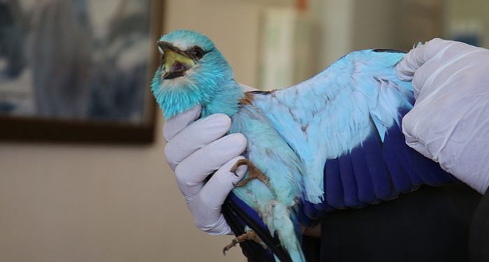 Muş’ta bulunan Hint gökkuzgunu kurtarıldı