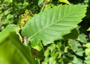 Kestane ormanlarına savaşçı böcekler bırakıldı