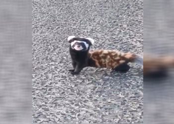 ‘Alaca sansar’ Gümüşhane’de görüntülendi