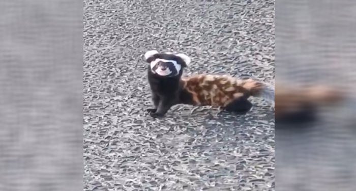 ‘Alaca sansar’ Gümüşhane’de görüntülendi