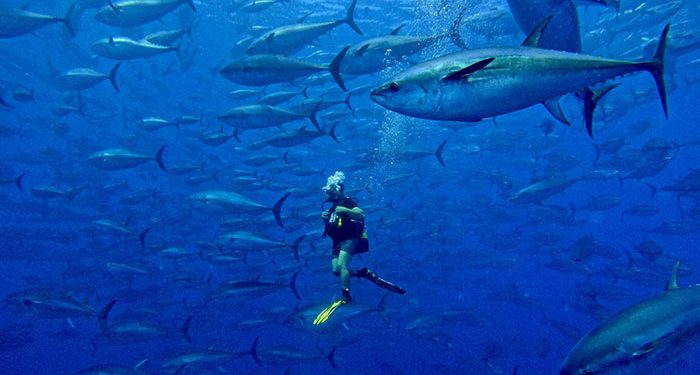 Türkiye’nin Orkinos avcılığı kotası yüzde 3.15’ten 6.5’in üzerine çıktı