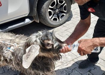 Kayalıklarda mahsur kalan kurbanlık keçi kurtarıldı