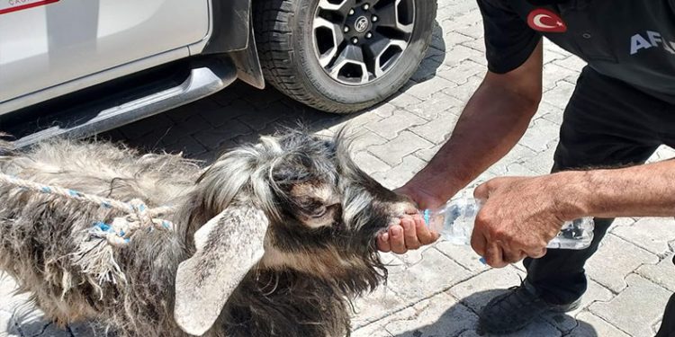 Kayalıklarda mahsur kalan kurbanlık keçi kurtarıldı