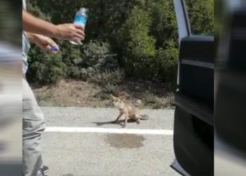 Osmaniye’de susayan tilki yol kesti