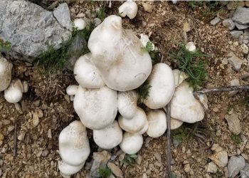 20 kilometre yol kat edip mantar topluyorlar