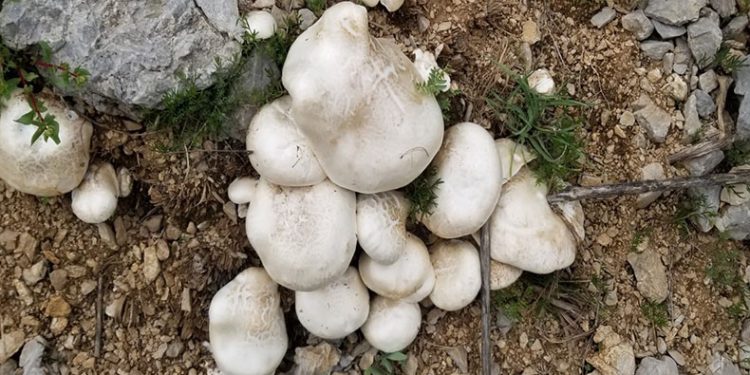 20 kilometre yol kat edip mantar topluyorlar