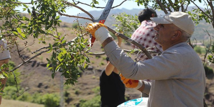 Bingöl’de menengiç ağaçlarına aşılama yapıldı
