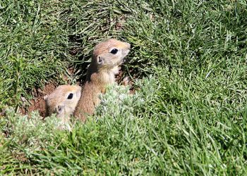 Yer sincapları yuvalarında görüntülendi