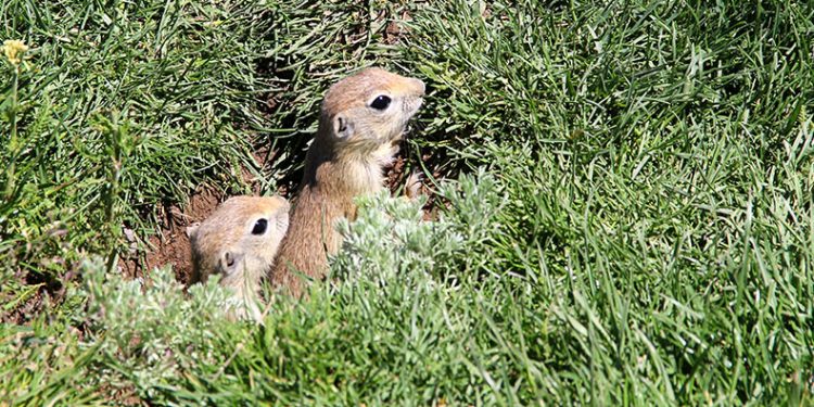 Yer sincapları yuvalarında görüntülendi