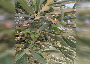 Zeytinde dökülme durdu, zararlı yoğunluğu azaldı
