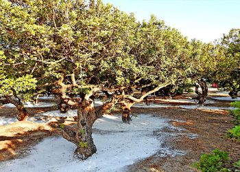 Sakız ağaçlarının çevreci özelliği tespit edildi