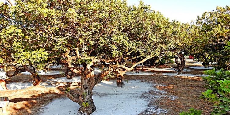 Sakız ağaçlarının çevreci özelliği tespit edildi