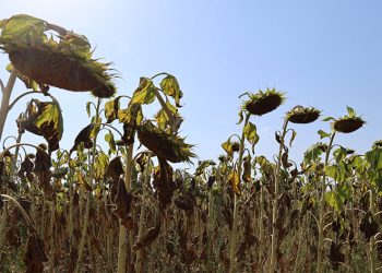 Sıcak toprağı çatlattı, ayçiçekleri erken kurudu