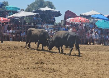 Tire’de 3. Geleneksel Boğa Güreşleri düzenlendi