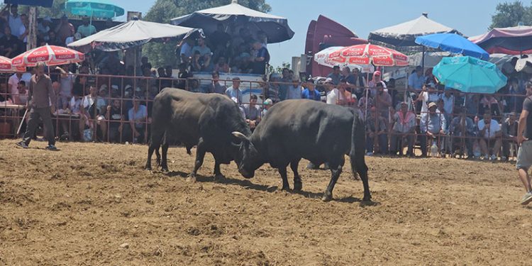 Tire’de 3. Geleneksel Boğa Güreşleri düzenlendi