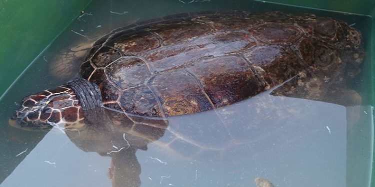 50 yaşındaki Caretta Caretta denizle buluştu