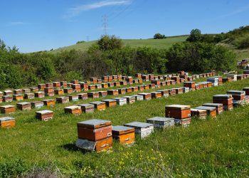 Gal arısı kestane balı üretimini yüzde 75 düşürdü