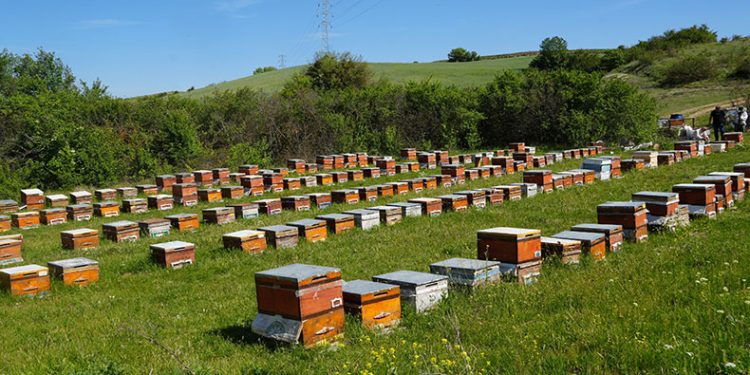 Gal arısı kestane balı üretimini yüzde 75 düşürdü