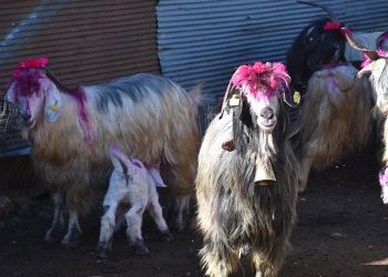 Gelin gibi süslenen hayvanlar ile göç