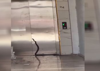 Asansöre girmeye çalışan yılan yakalandı