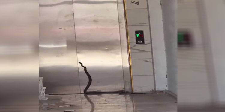 Asansöre girmeye çalışan yılan yakalandı