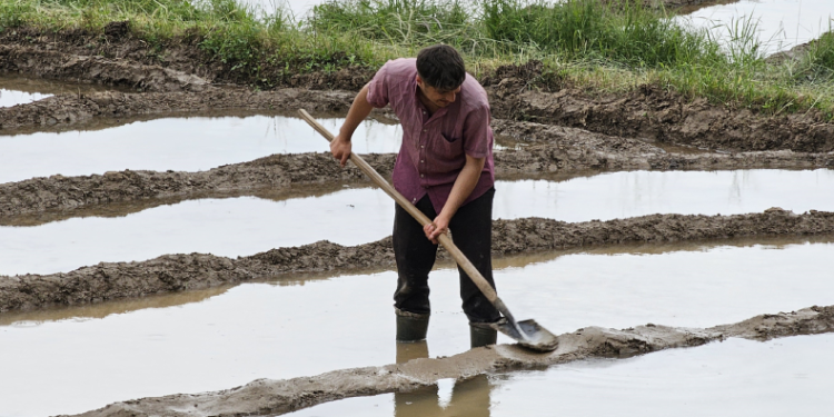 Çukurca’da çeltik ekimi başladı