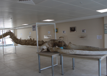12 metrelik balinanın iskeleti hayranlık uyandırıyor