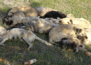 20’nin üzerinde sokak köpeği ölü bulundu