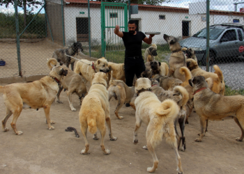 Uzmanından sokak köpeği sorunu için çözüm önerisi